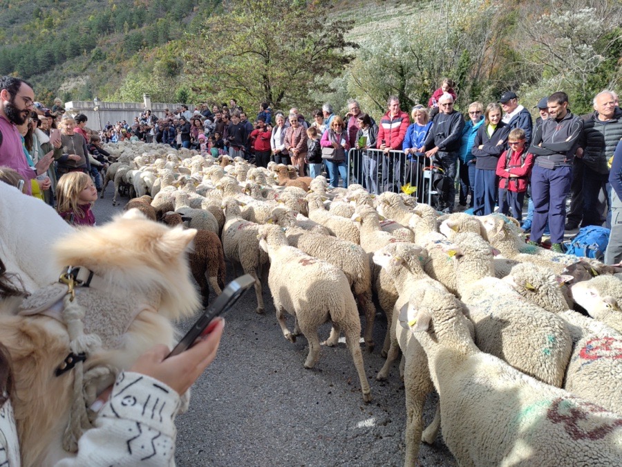 Sheep procession at La Brigue, France